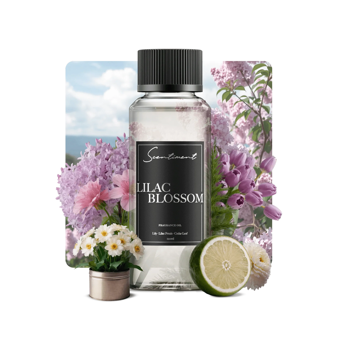 Lilac Blossom