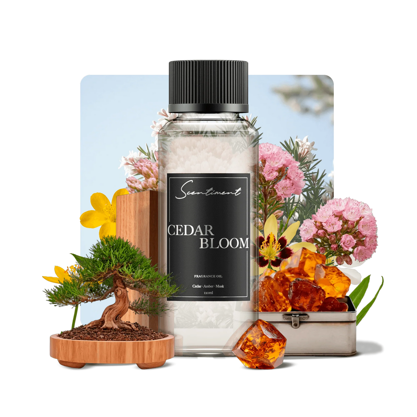 Cedar Bloom