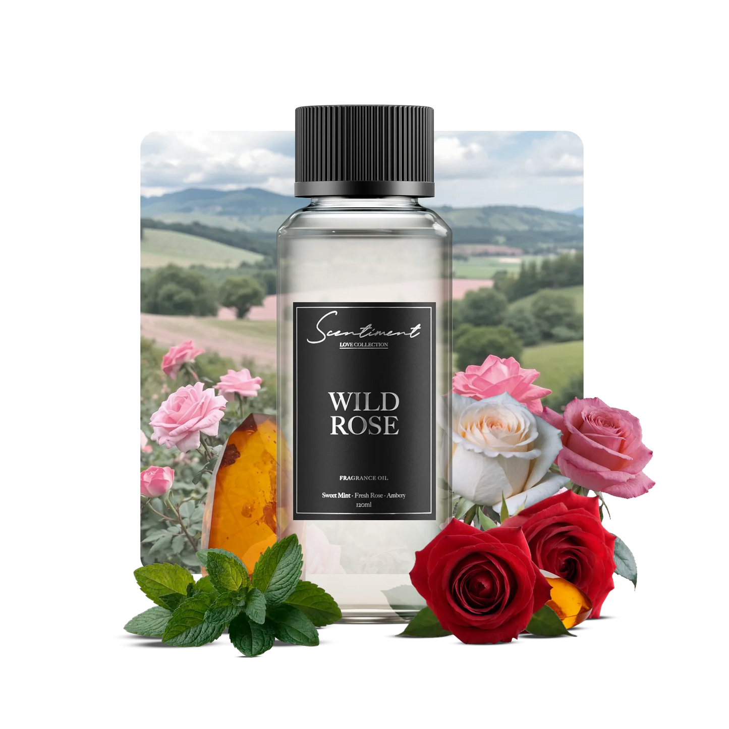 Wild Rose